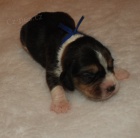 �t��ata beagle