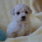 �t���tka bi�onk� s PP - kluci