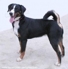 Appenzellsk� sala�n�cky pes