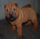 �arpej,  shar-pei, �t���tka s PP