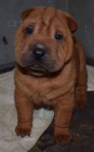 �arpej,  shar-pei, �t���tka s PP