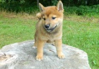 Rozko�n� Shiba-Inu �t��ata p�ipravena na nov� domov