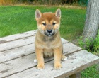 Rozko�n� Shiba-Inu �t��ata p�ipravena na nov� domov