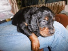 Gordonsetr � �t��ata (Gordonsetter)