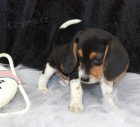N�dhern� �t��ata Beagle pro p�ijet�
