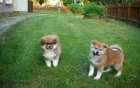 kr�sn� �t���tka akita inu