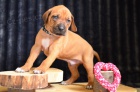 Rhod�sk� ridgeback / Rhodesian ridgeback - �t���tka s PP