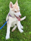 zdrav� �t���tka husky