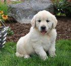 Mil��ek zlat� retr�vr - anglick� kr�mov� �t���tka