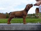Rhod�sky ridgeback s PP