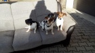 jack russell teri�r �t��ata k p�ijet�