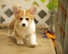 loaj�ln� vel�tina Corgi (Pembroke) �t��ata