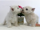 K dispozici �t��ata West highland white terrier, 12 t�dn� star�, zdrav� a velmi hrav�, kontakt pro v�ce informac�, pokud chcete tyto mal� cuties ve va�� dom�cnosti