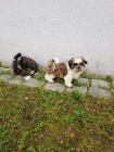 kr�sn� �t��ata shih tzu k dispozici pro nov� domovy. jsou o�kov�ni a vycvi�eni na no�n�k. velmi p��telsk� jak pro lidi, tak pro ostatn� dom�c� mazl��ky doma,