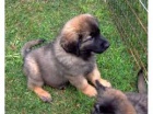 �t��ata leonberger p�ipraveni na nov� domov