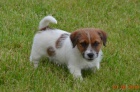 Jack Russell teri�r s PP - super cena