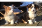 kr�sn� �ist� plemeno Welsh Corgi �t��ata k dispozici