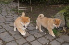 �t��ata shiba inu ve v�ku 12 t�dn� a zdrav� registrovan� p�ipravena k n�vratu