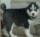 sibi�sk� husky �t��ata modr� o�i (3 m�s�ce star�) k dispozici pro nov� domovy