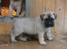  �t��ata bullmastiff pot�ebuj� dobr� domov