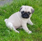 zdrav� �t��ata mopy