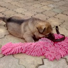 N�meck� ov��k