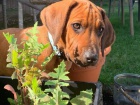Rhodesian ridgeback - �t���tko s PP