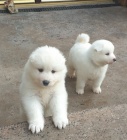�istokrevn� samojed�t� �t��ata