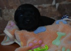 �t���tka labrador retrievera s PP