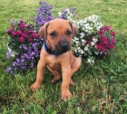 Rhod�sk� ridgeback - �t�n�tka 