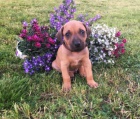 Rhod�sk� ridgeback - �t�n�tka 