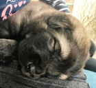 �arplaninsk� pastevec. pes �t���tka