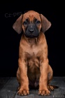 Rhod�sk� Ridgeback s PP ji� k odb�ru