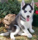 samec a samice Sibi�sk� Husky �t��ata, 12 t�dn� star�, upraven�, registrovan�, parti, zlat� a �okol�dov� nosi�ka, hrav� a mil�, z�b�ry aktu�ln�, od�erven�, p�kn� �tvercov� potvrzen� t�la. Dod�v� se s jednoletou genetickou zdravotn� z�rukou. M�te-li z�jem 