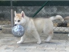 Sibi�sk� Husky �t�n�