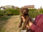 Labradorsk� retriever