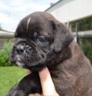 Predam �teniatk� nem.boxera