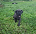 Americk� bandog - nab�dka �t��at