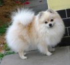 N�meck� �pic trpasli��/pomeranian