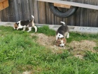 Rozkon Beagle tata pro hledn milujc domov.Velmi krsn andadorable. ckc registrovn. Jsou pipraveni jt do svch domov navdy