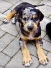 Louisinsk leopard pes Catahoula