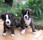 N�meck� boxer s PP 