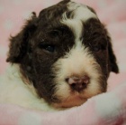 Lagotto Romagnolo