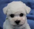 Bionek - Bichon Fris