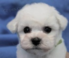 Bionek - Bichon Fris