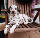 Dalmatin �t�n�