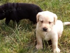 Labrador �t���tka p�ipravena na sv�j nov� domov brzy.