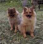 N�meck� �pic st�edn� s PP