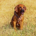 RHod�sk� Ridgeback s PP - ji� k odb�ru