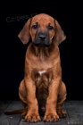 RHod�sk� Ridgeback s PP - ji� k odb�ru